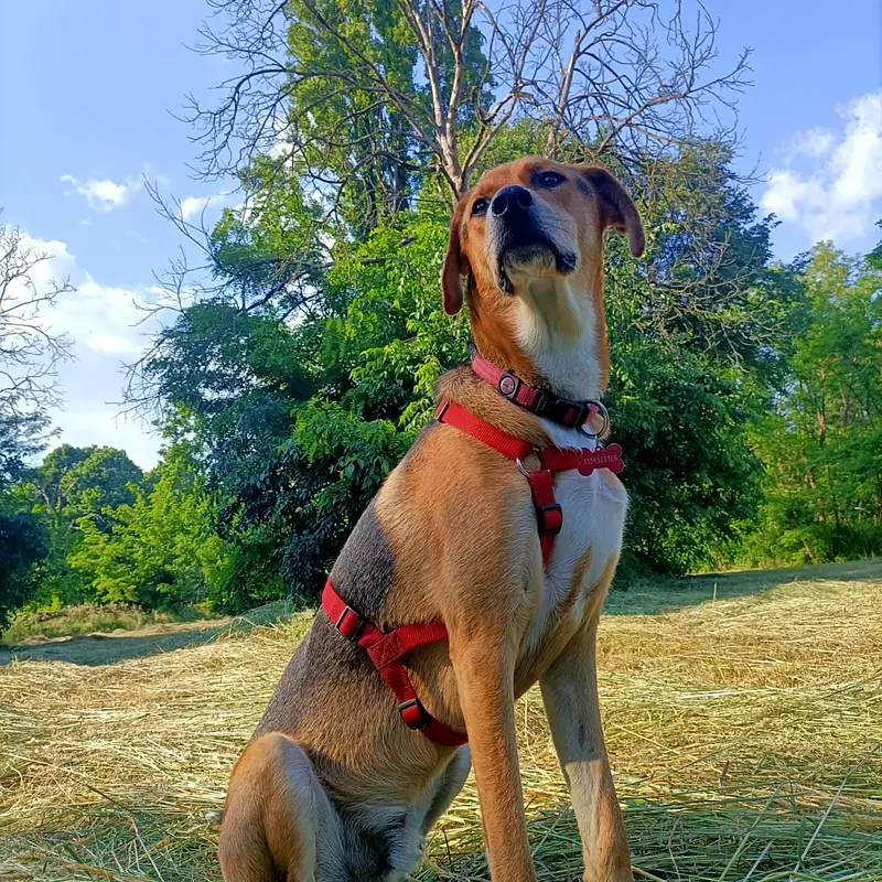 Dingo, meticcio color miele con la pettorina rossa, seduto sul fieno davanti agli alberi
