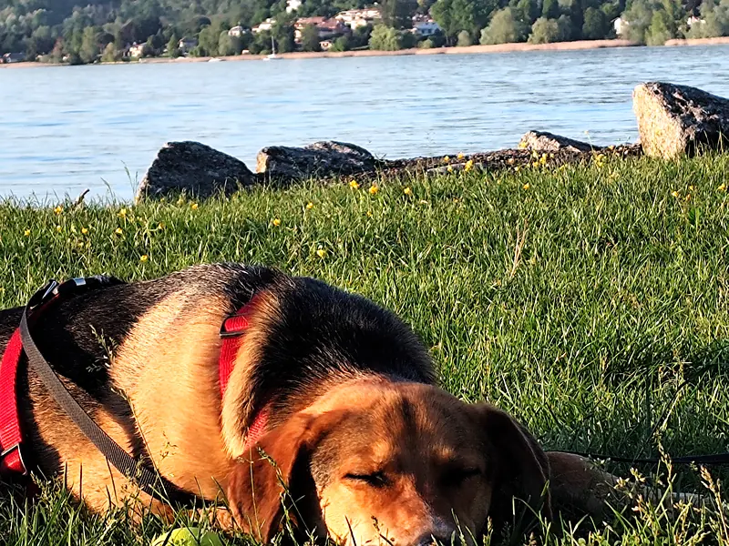 Dingo dorme sul prato in riva al Lago Maggiore