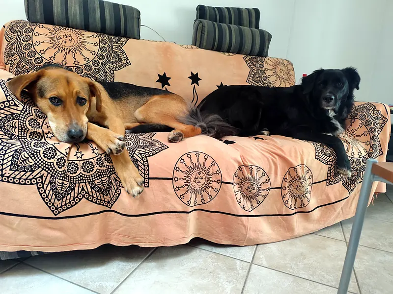 Dingo e un cane nero riposano insieme sul divano di casa