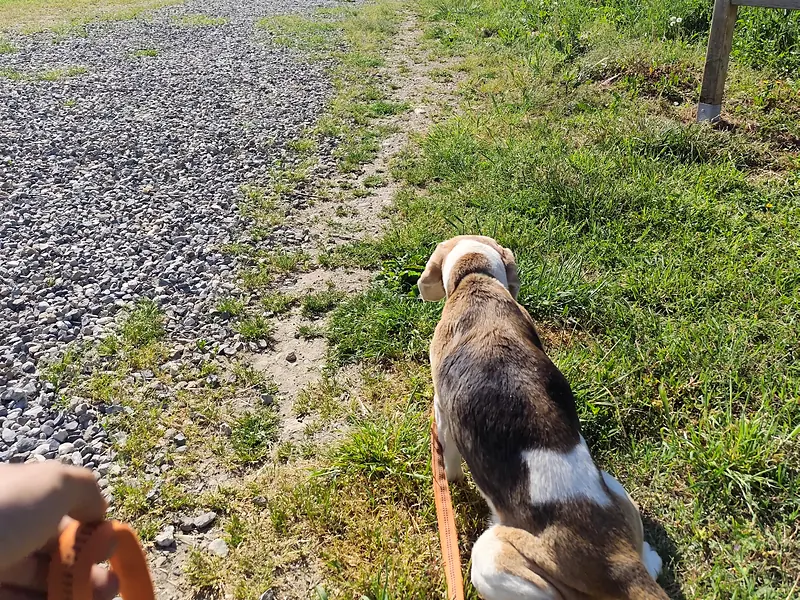 Un beagle seduto accanto al sentiero, con il guinzaglio morbido