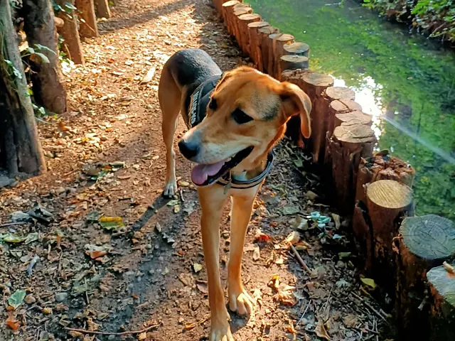 Dingo cammina felice su un sentiero nel bosco, lungo un canale