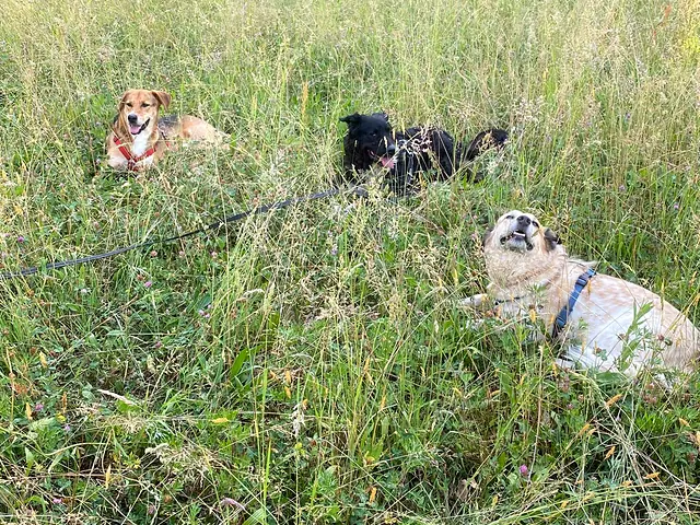 Tre cani accucciati nell'erba alta di un prato