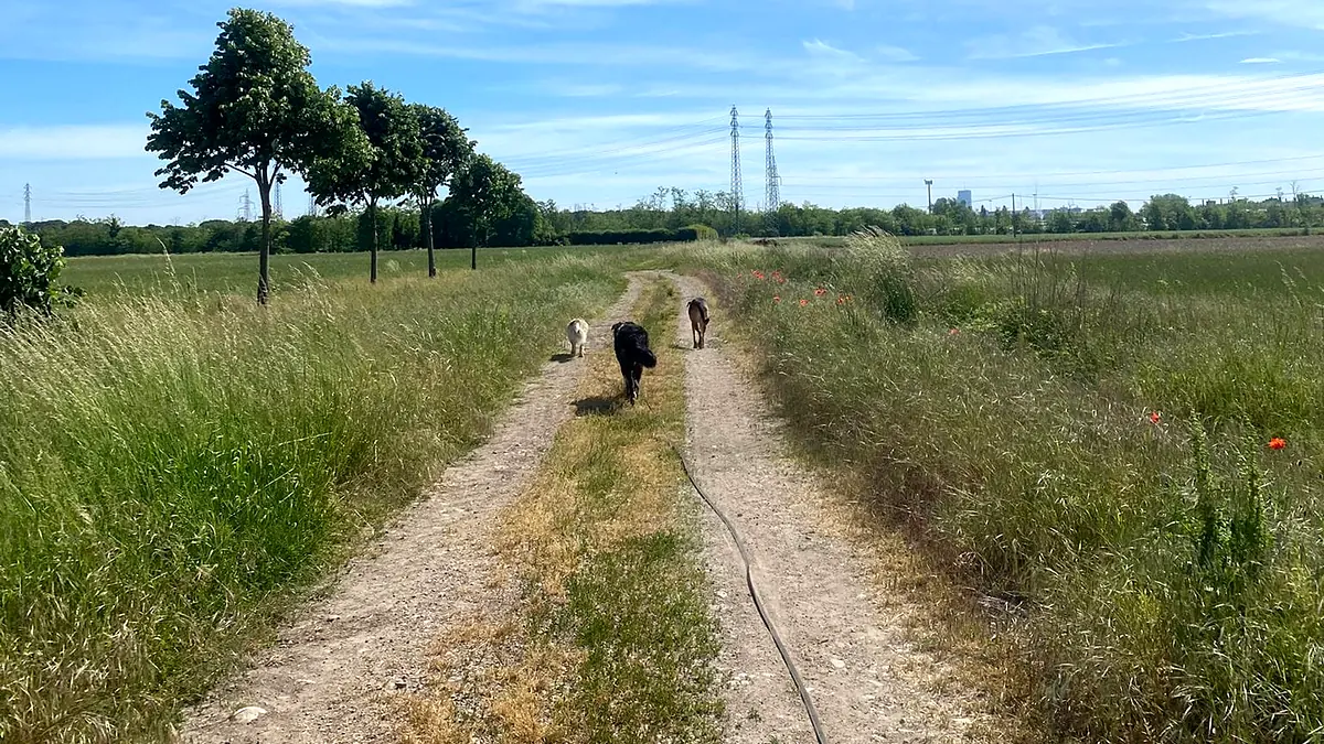 Tre cani camminano insieme lungo una strada sterrata tra i prati, sotto il cielo azzurro