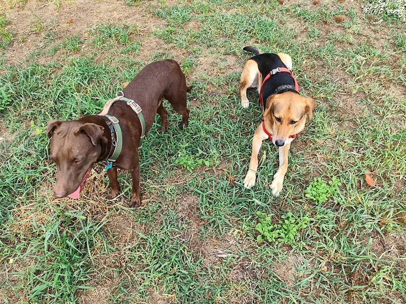 Due cani si incontrano sull'erba durante un'uscita