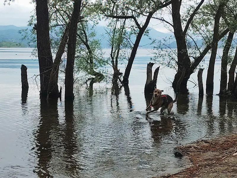 Un cane cammina nell'acqua bassa del lago tra i tronchi