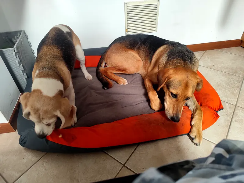 Un beagle e Dingo condividono la stessa cuccia arancione