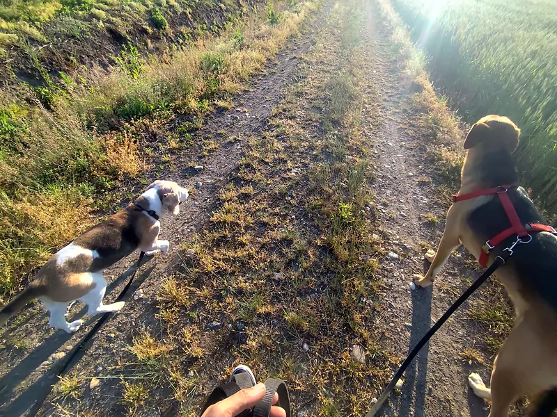 Due cani al guinzaglio su una strada di campagna tra i campi