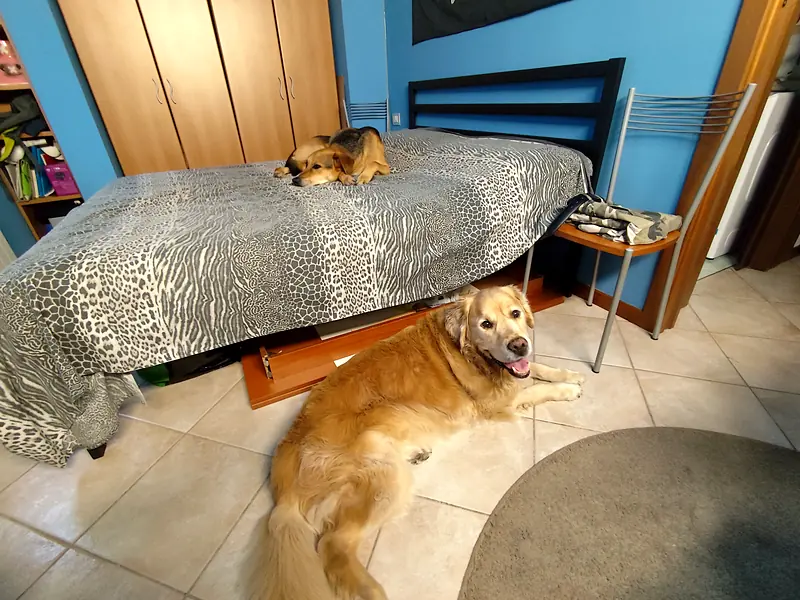 Un golden retriever sdraiato sul pavimento e Dingo sul letto